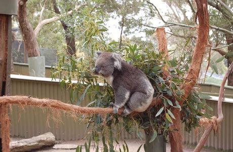 Halls Gap Zoo