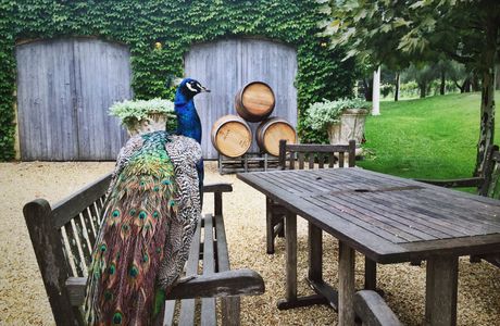 Krinklewood Vineyard