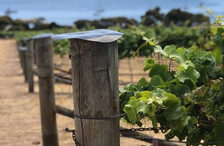 Bay of Shoals Winery