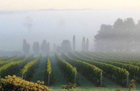 Cherry Tree Hill Vineyard