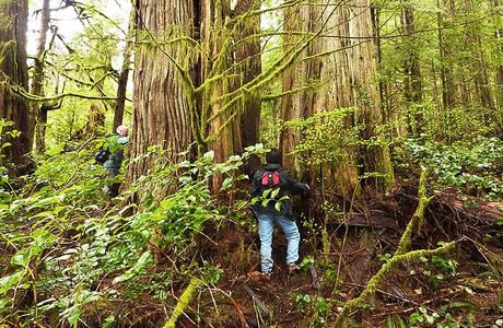 Avatar Grove