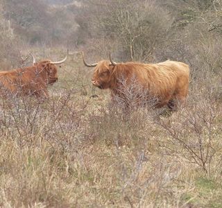 Nature Reserve of Westhoek