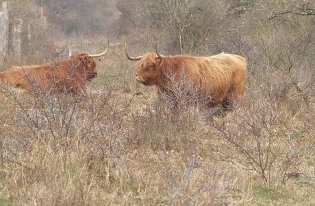 Nature Reserve of Westhoek