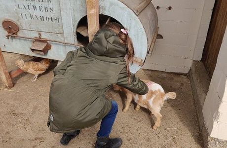 Kinderboerderij De Bollekeshoef