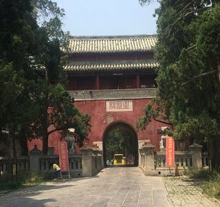 Kong Forest
