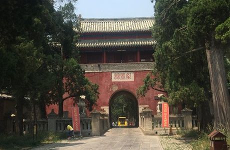 Kong Forest