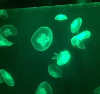 Qujiang Ocean World