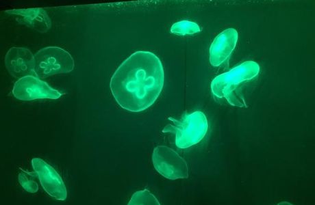 Qujiang Ocean World