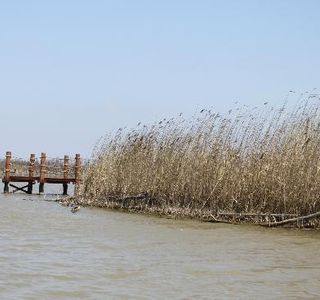 Chongming Dongtan Natural Reservation