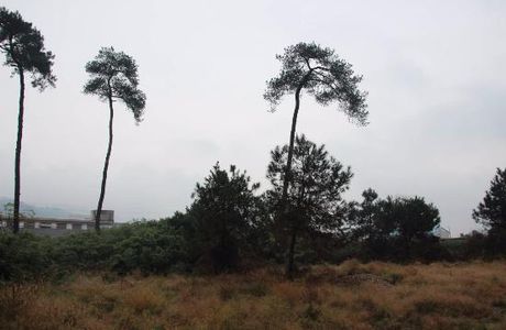 Six Toms of Song Dynasty