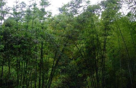 Wuling Bamboo Forest