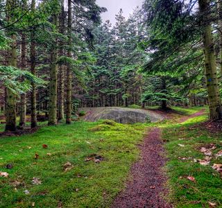 Almindingen Forest