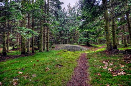 Almindingen Forest