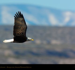 Boy Catching an Eagle in Flight