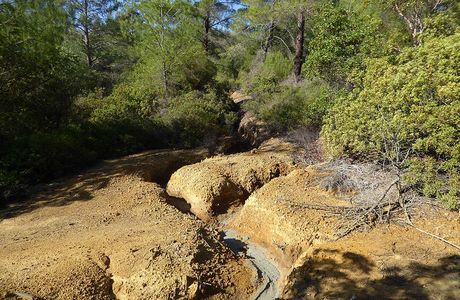 Paphos Forest