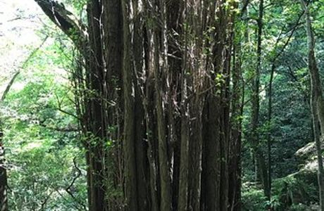 Tianmu Mountain