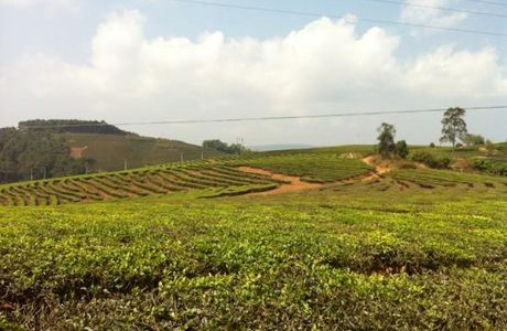 Kunming Tea Plantation