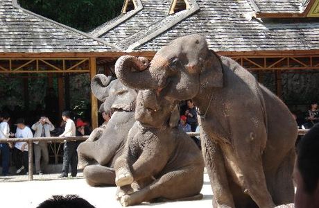 Monkey Mountain, Sipsongpanna