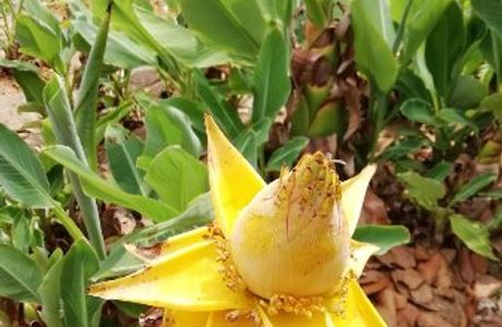 Tropical Flower Garden