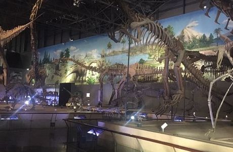 Dinosaur Egg Fossil Museum