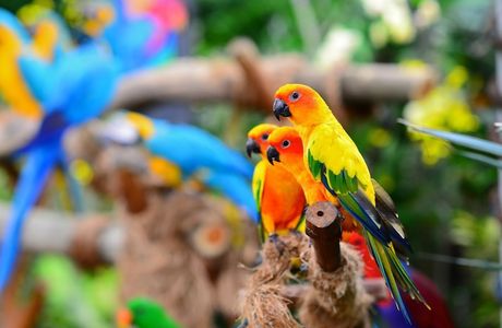 Birds Park