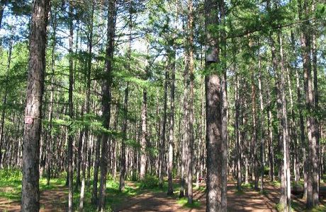 Songyuan Forest Park