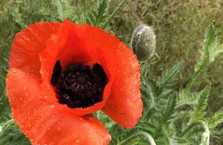 Wild Poppy Garden