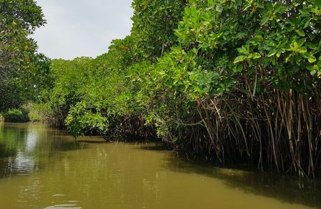 Wuli Mangrove Forest Reserve