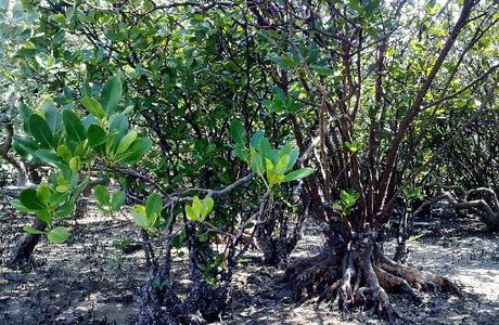 Zhanjiang Mangrove Forest