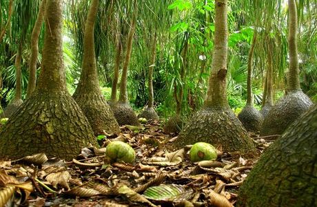 South Subtropical Botanical Garden of Zhanjiang