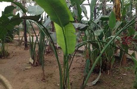 Shijiazhuang Plant Garden