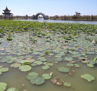 Longfeng Marsh