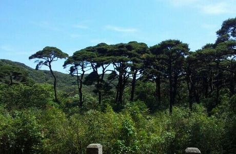 Laoshanjie Virgin Forest