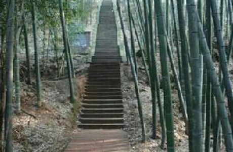 Guizhou Bamboo Forest