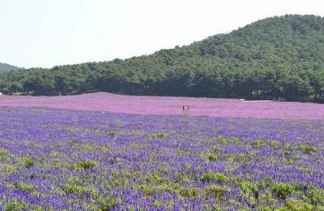 Shenyang Purple Vapor Lavender Manor