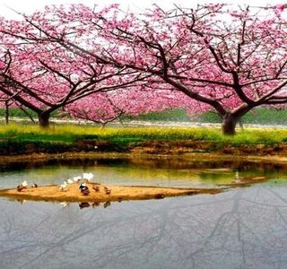 The Peach Garden