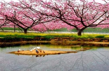 The Peach Garden