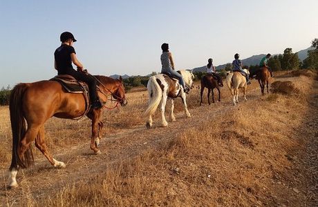 Cossu Quarter Horses