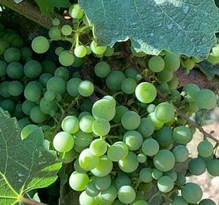 Podere Pellicciano - Agrisole