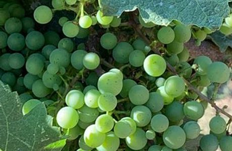 Podere Pellicciano - Agrisole