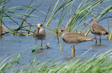 Kaio Bird Park