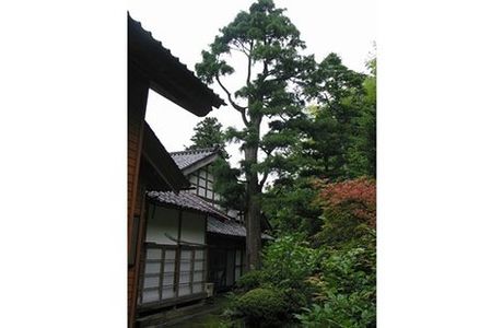Silver Birch Tree at Myokaku-ji Temple
