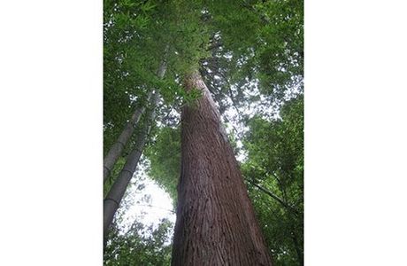 Giant Japanese Cedar Tree in Mukaihara