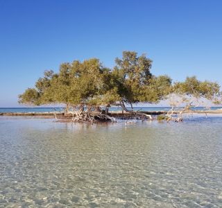 El Qulan Mangrove Forest