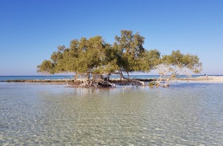 El Qulan Mangrove Forest