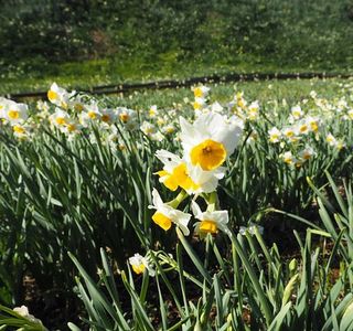 Tsumekizaki Narcissus Festival