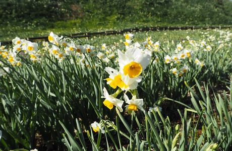 Tsumekizaki Narcissus Festival