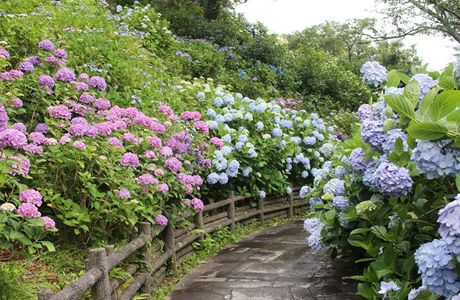 Hydrangea Festival