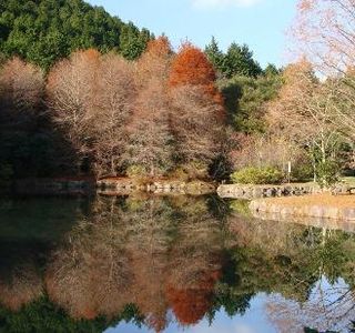 Native Forest Park