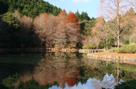 Native Forest Park